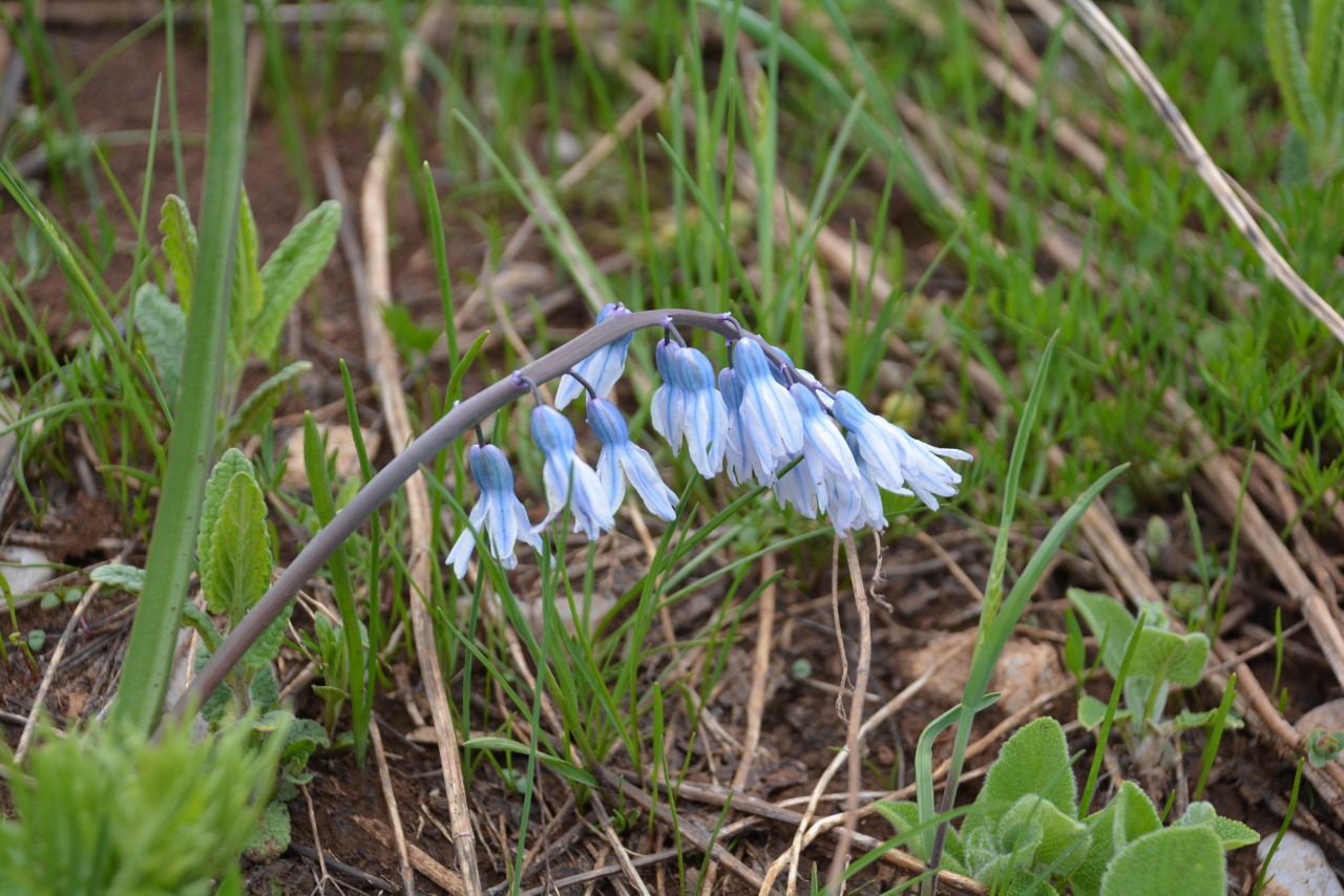 Puschkinia scilloides