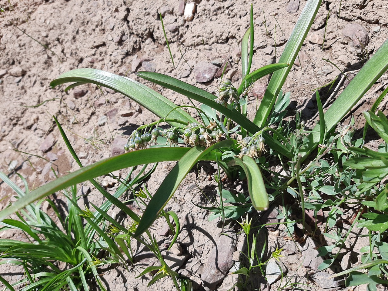 Puschkinia scilloides