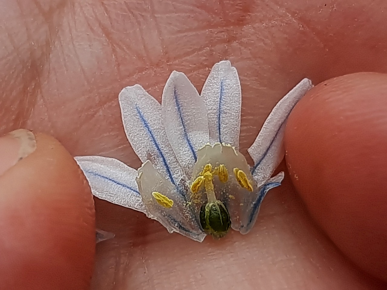 Puschkinia scilloides