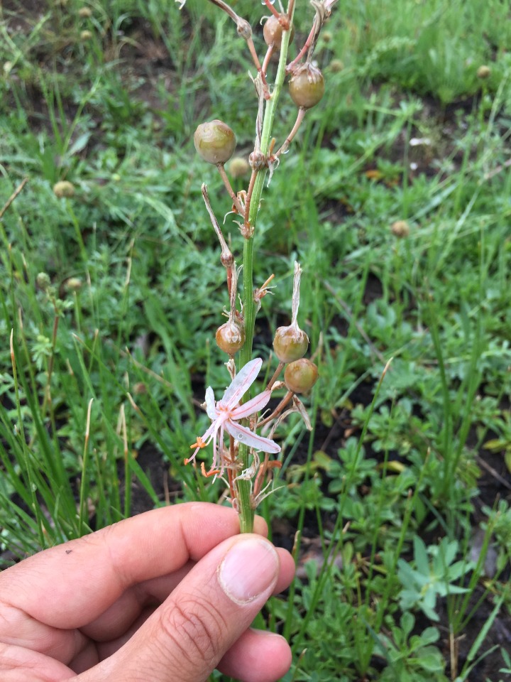 Asphodeline tenuior