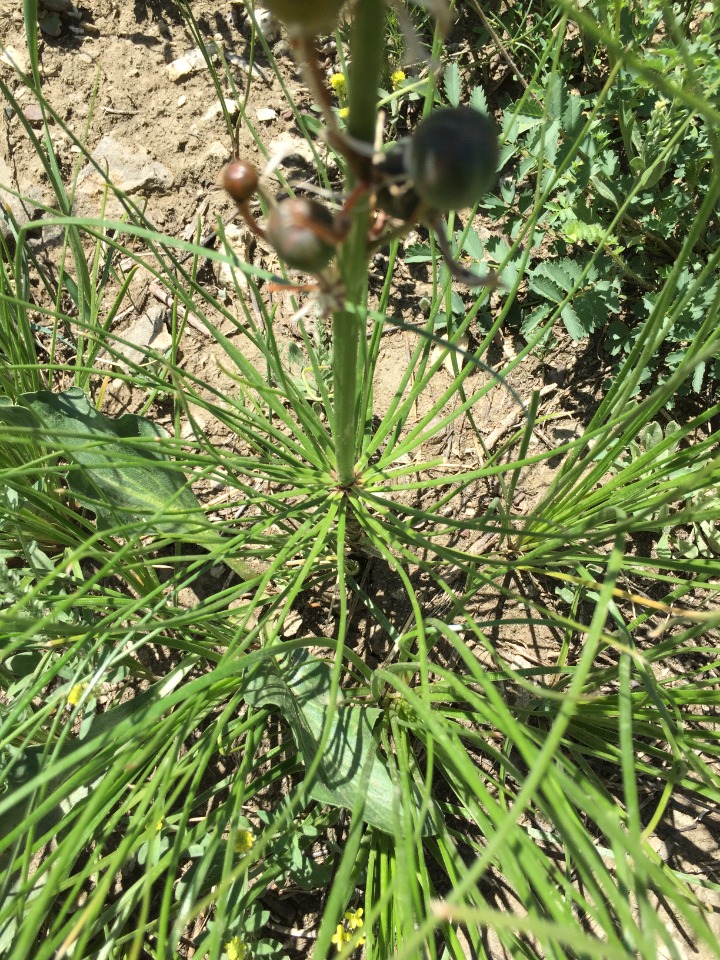 Asphodeline tenuior