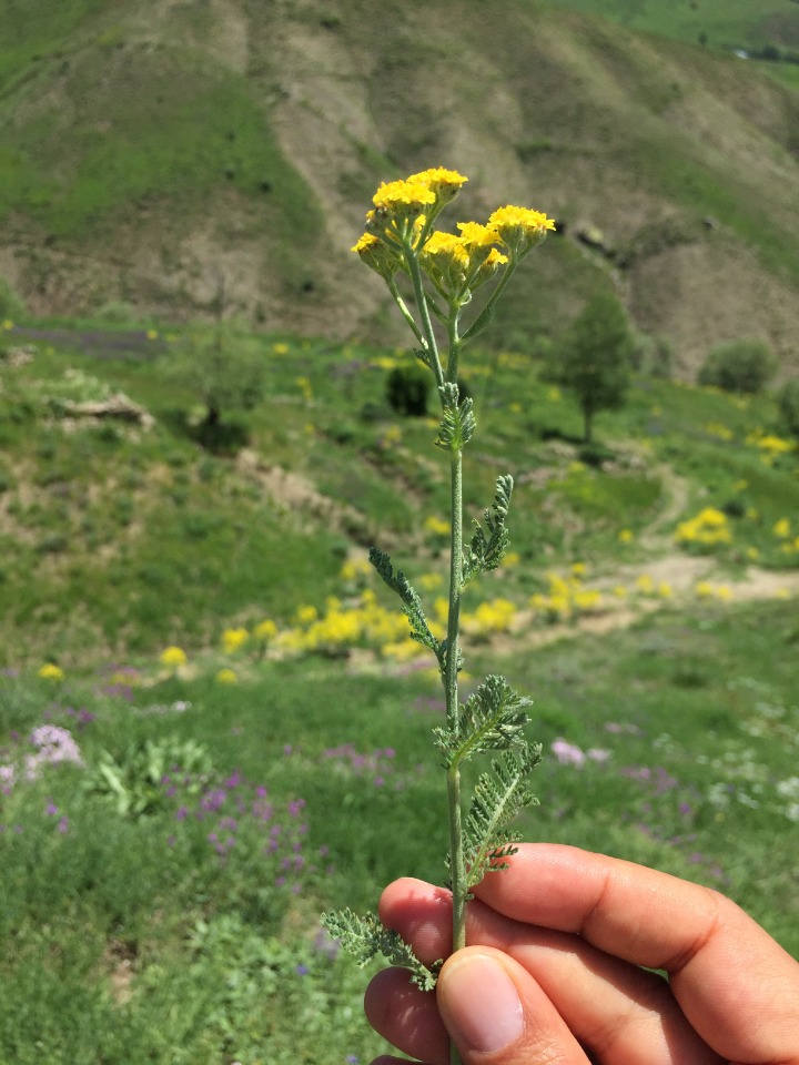 Achillea arabica