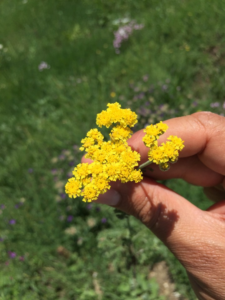 Achillea arabica