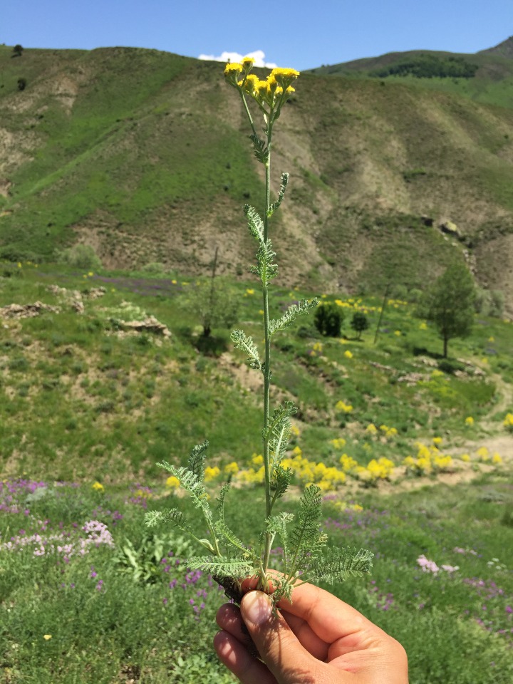 Achillea arabica