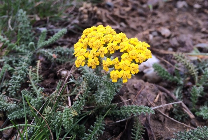 Achillea arabica