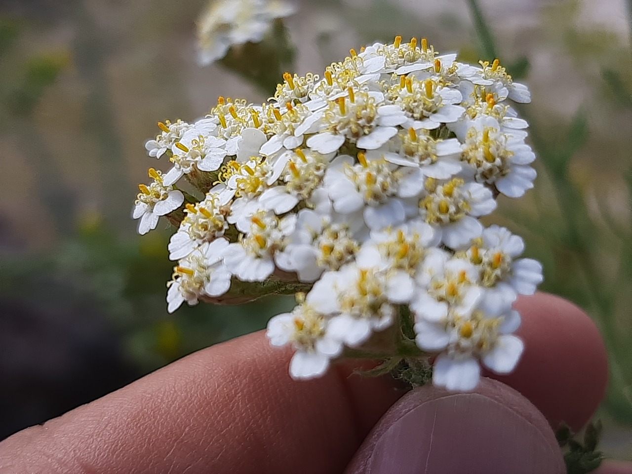 Achillea millefolium