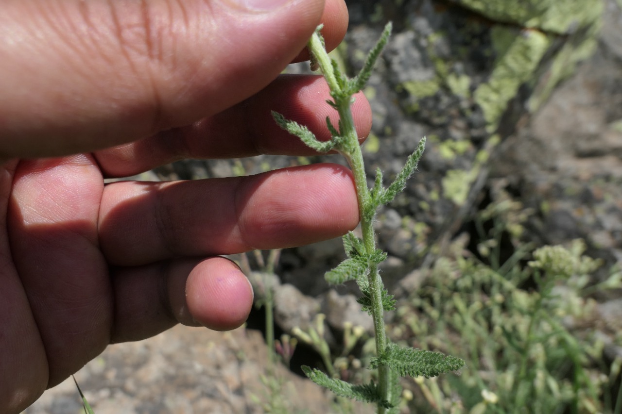 Achillea millefolium