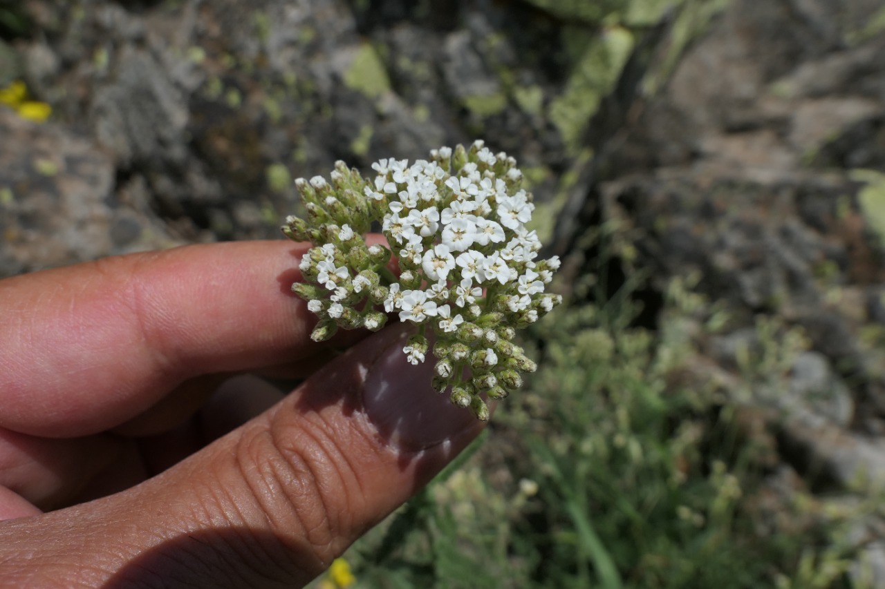 Achillea millefolium