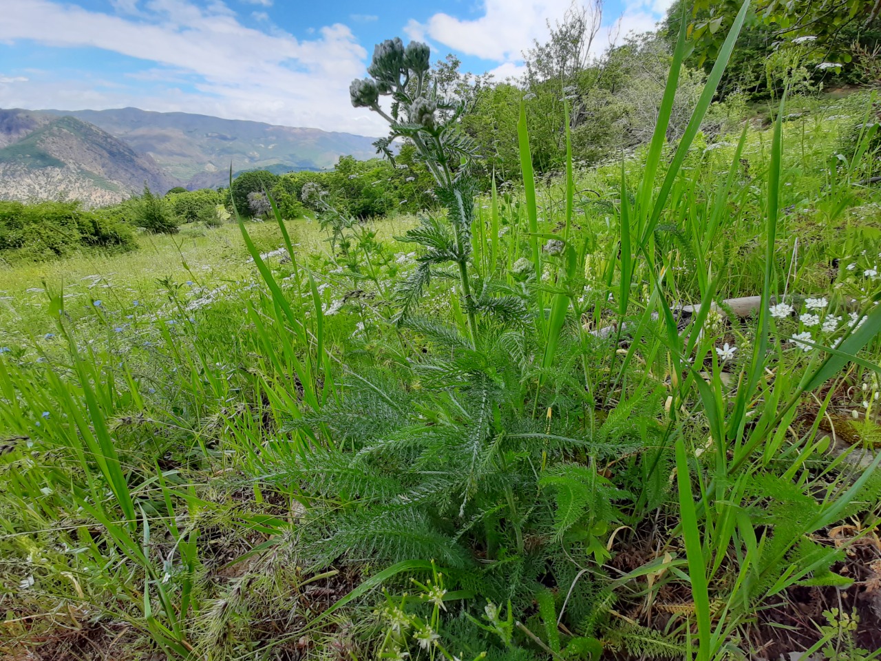 Achillea millefolium