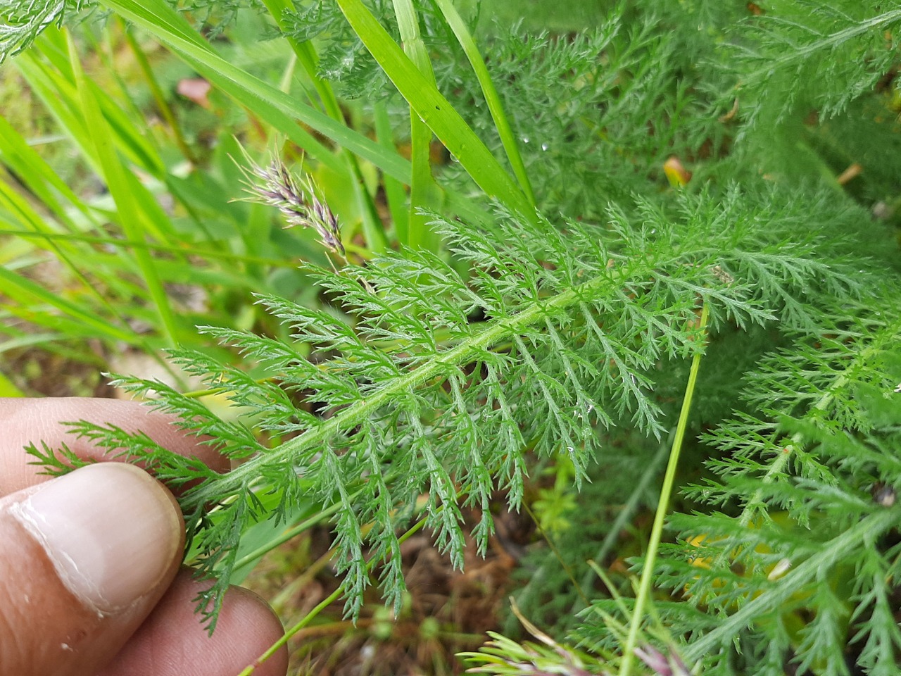 Achillea millefolium