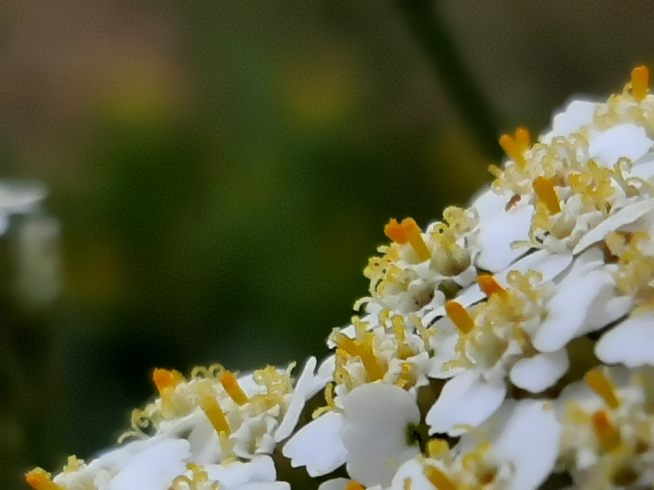 Achillea millefolium