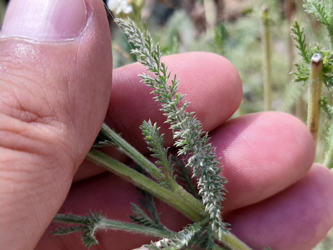 Achillea millefolium