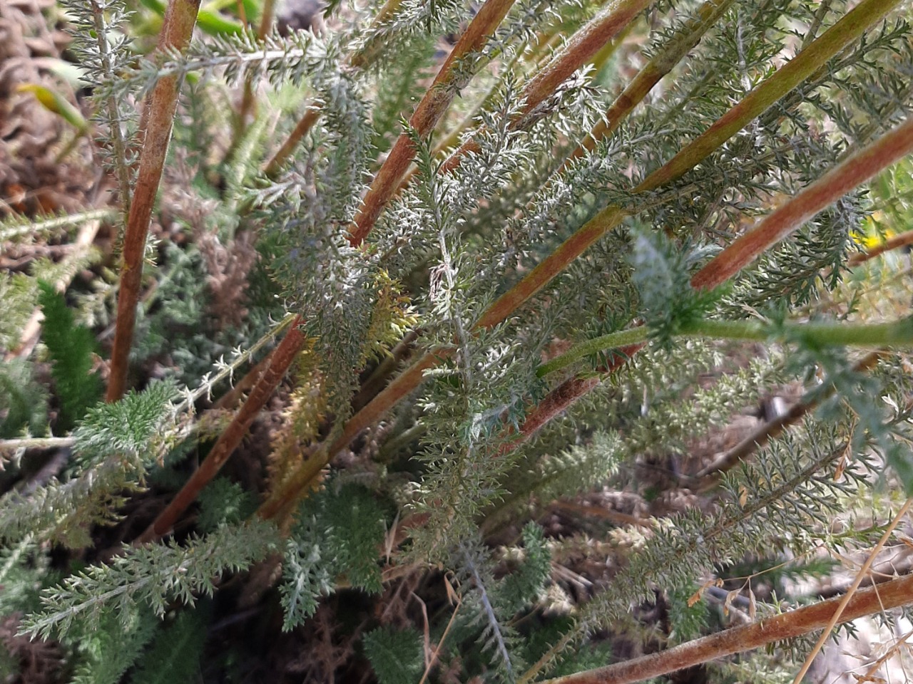 Achillea millefolium