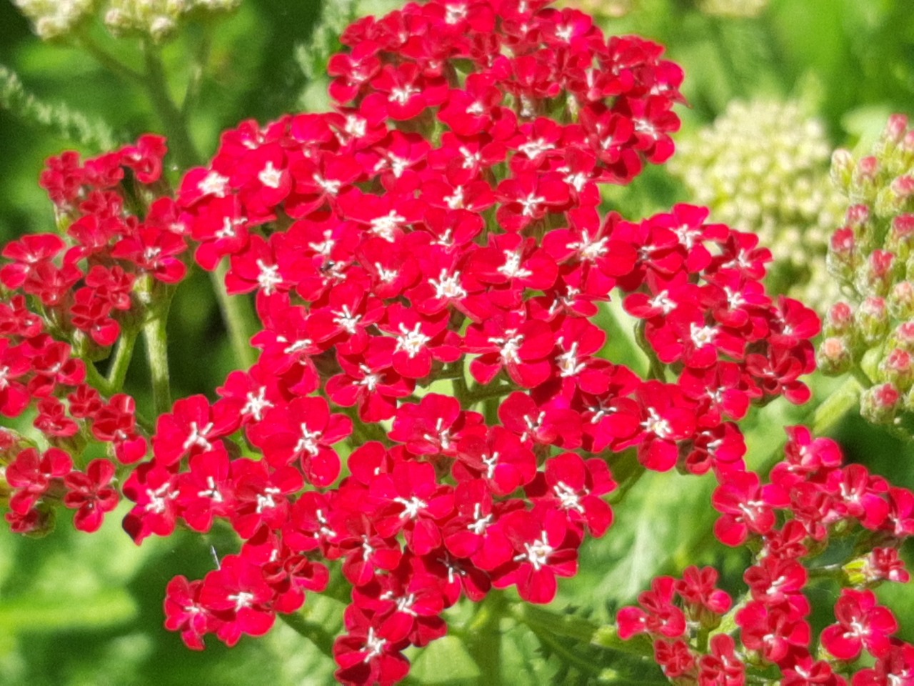 Achillea millefolium