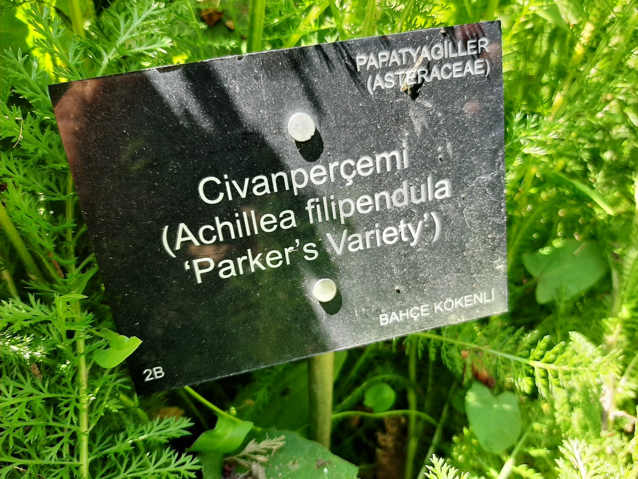 Achillea millefolium