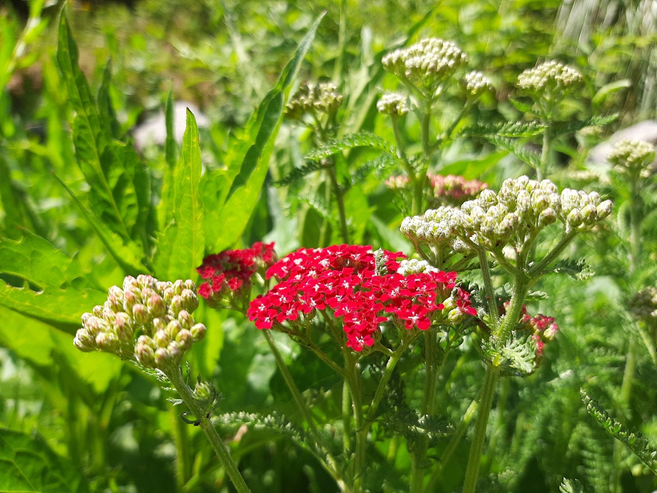 Achillea millefolium