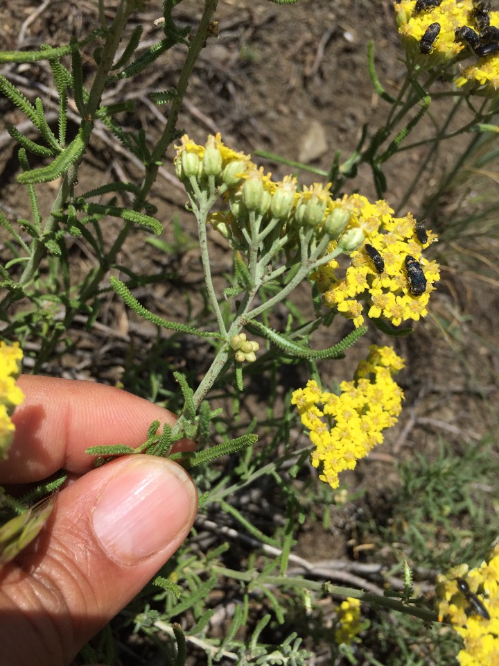 Achillea schischkinii