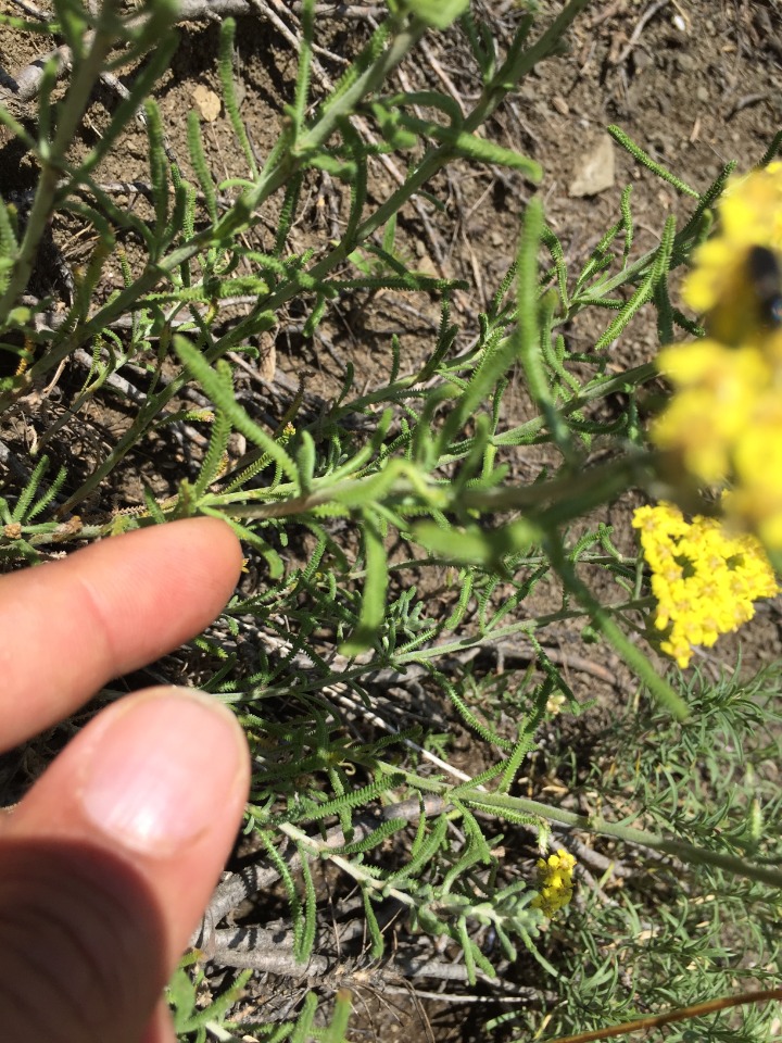 Achillea schischkinii