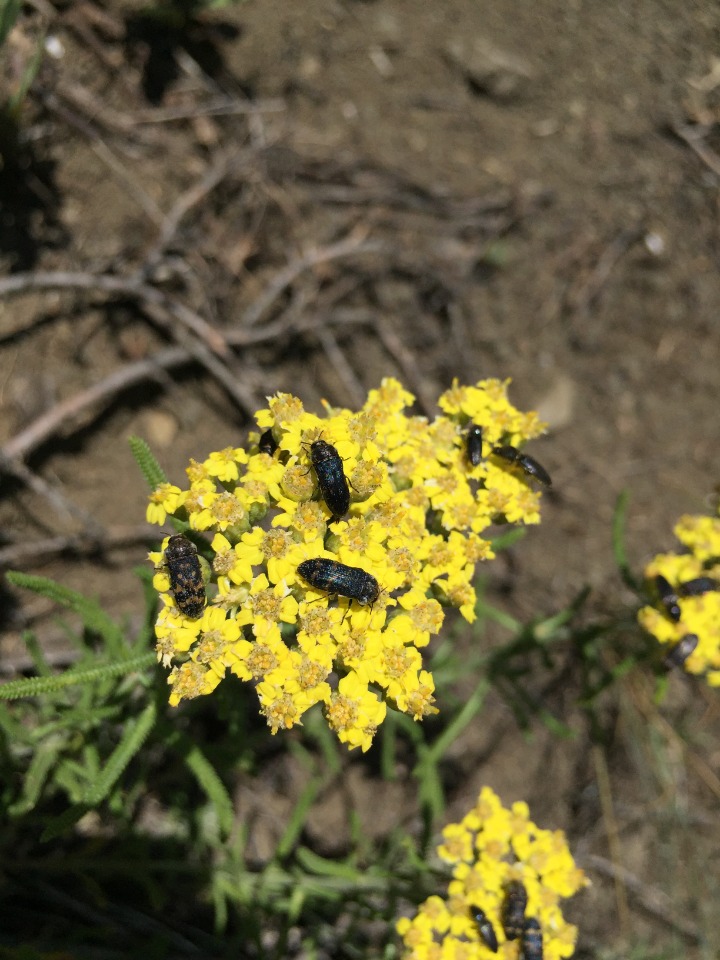 Achillea schischkinii