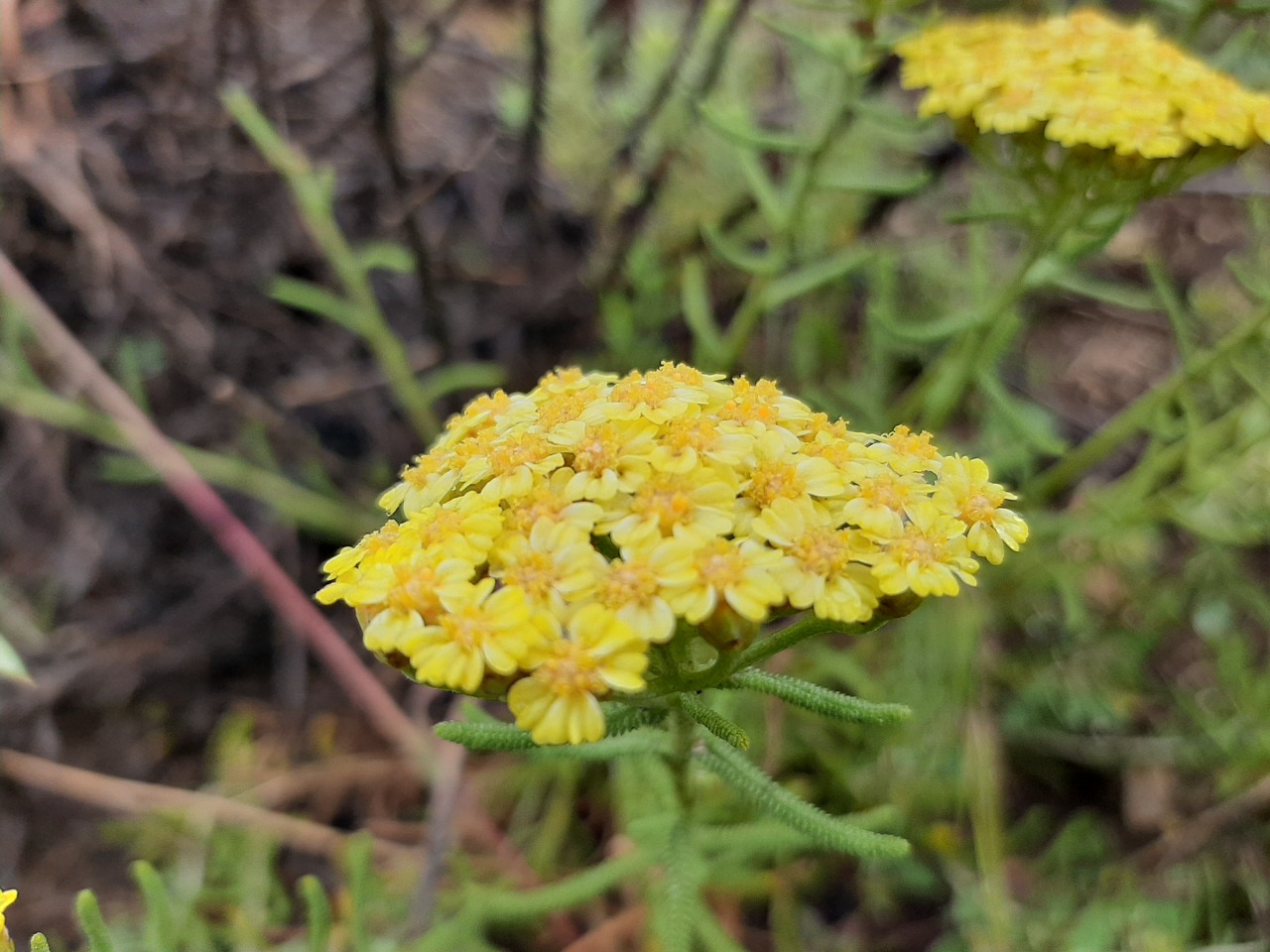 Achillea schischkinii