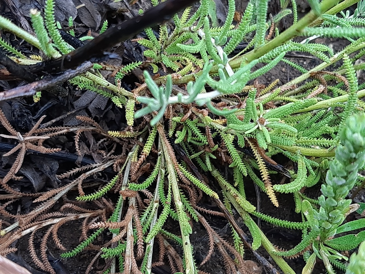 Achillea schischkinii