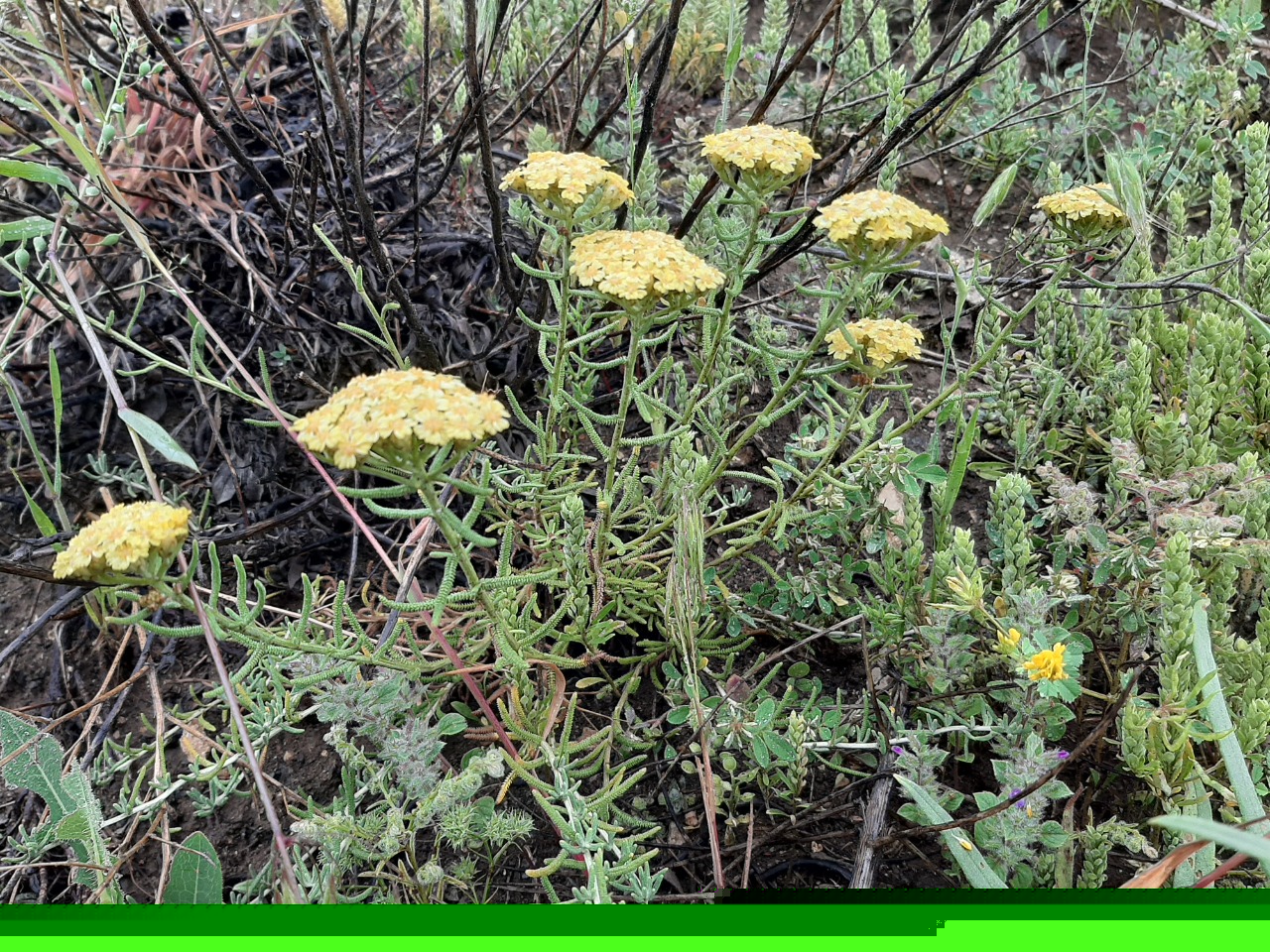 Achillea schischkinii