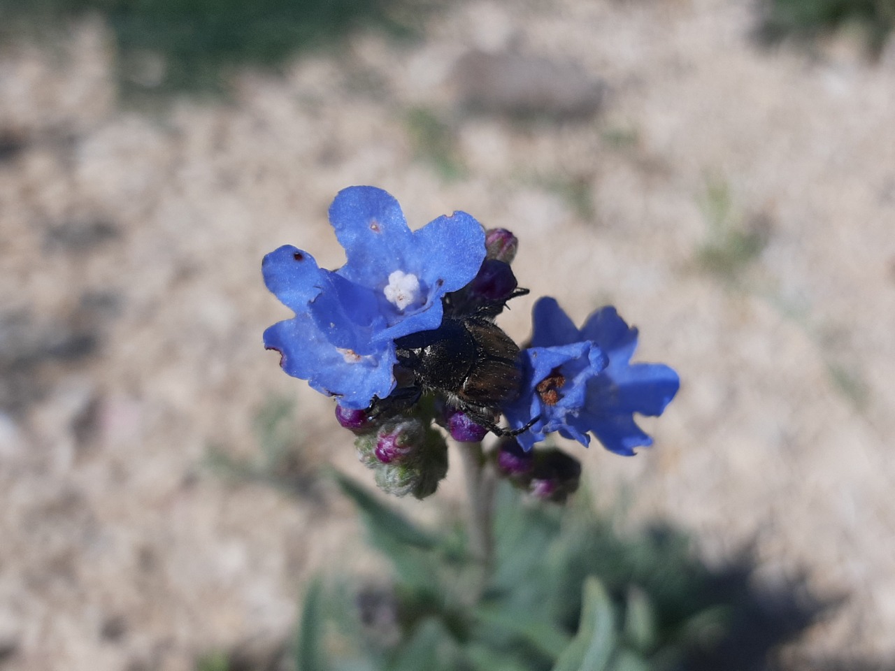 Achillea schischkinii