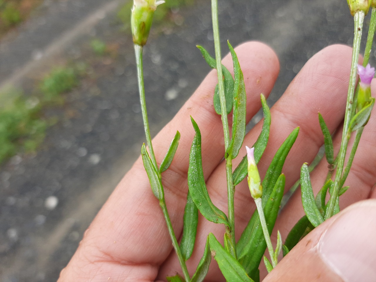 Chardinia orientalis