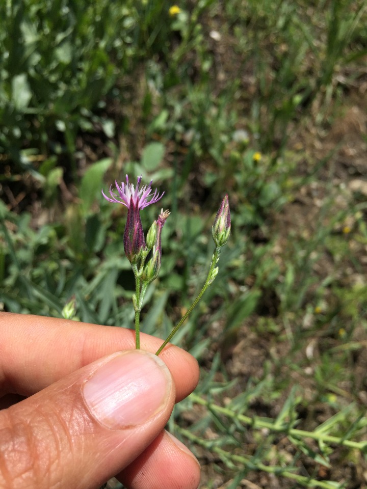 Crupina vulgaris