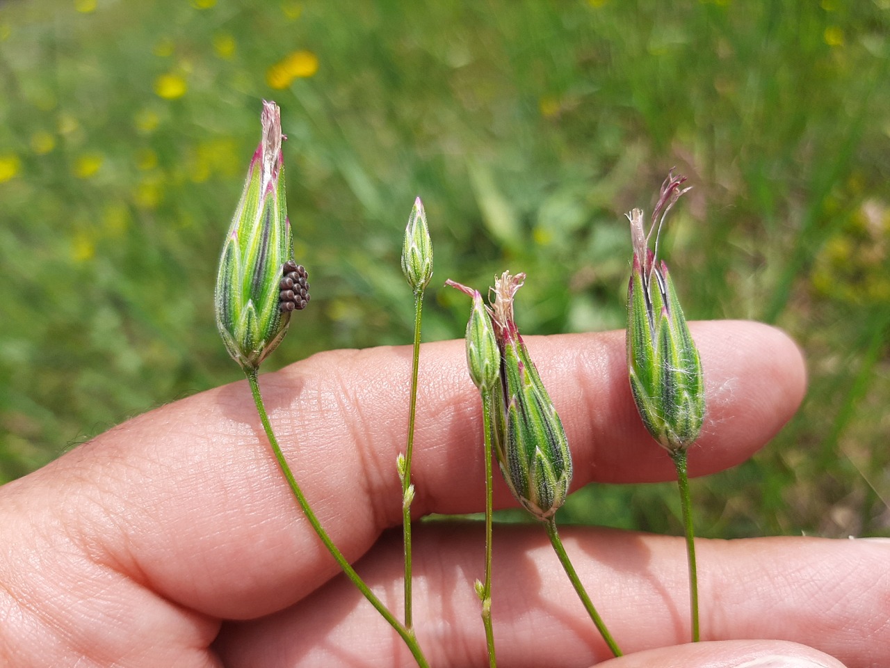 Crupina vulgaris