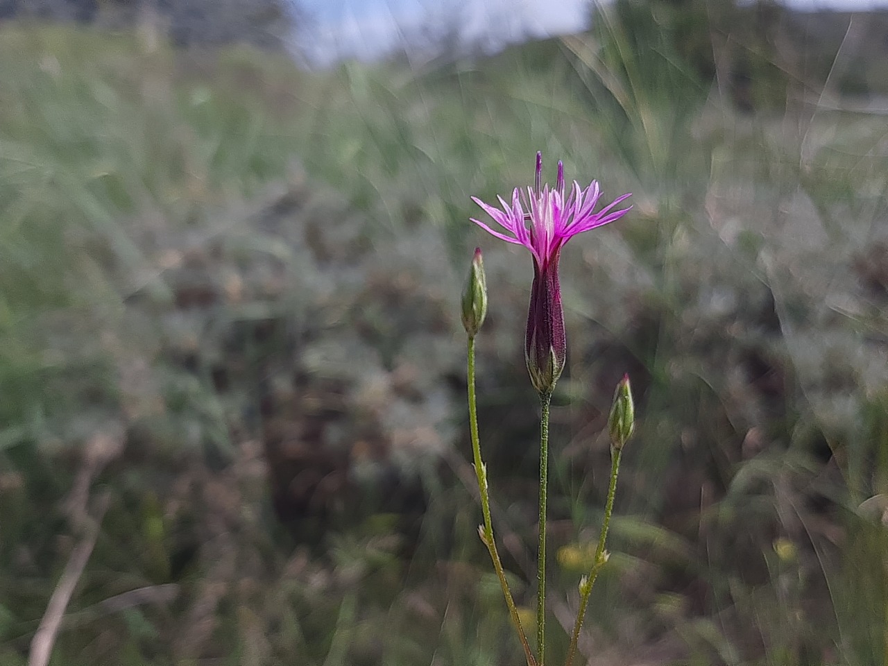 Crupina vulgaris