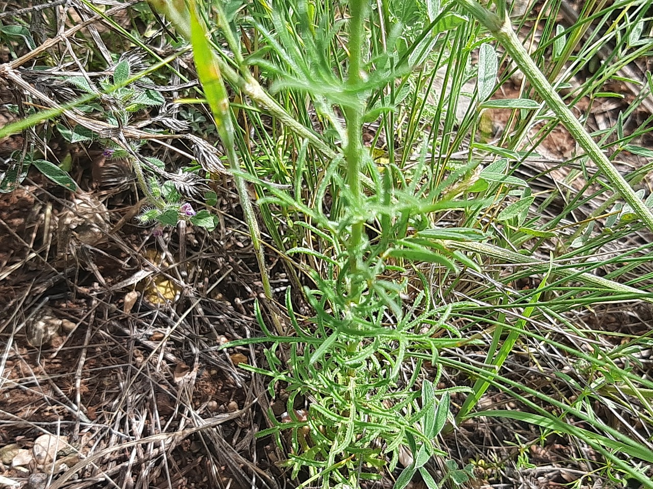 Crupina vulgaris