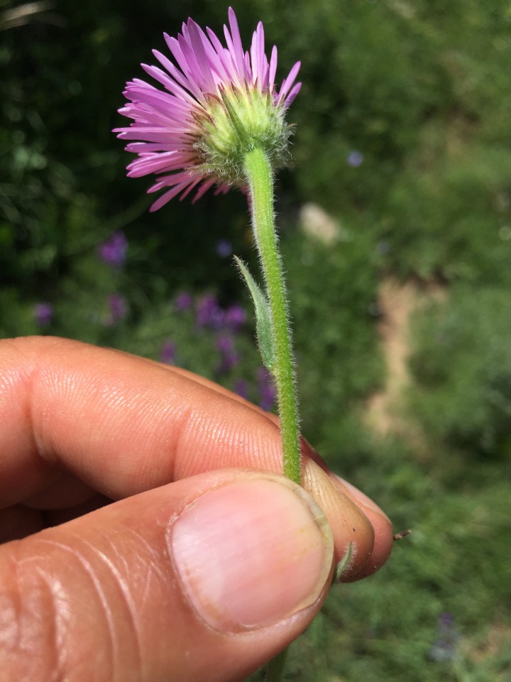 Erigeron caucasicus