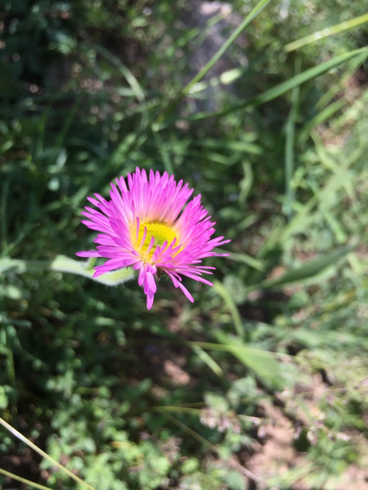 Erigeron caucasicus