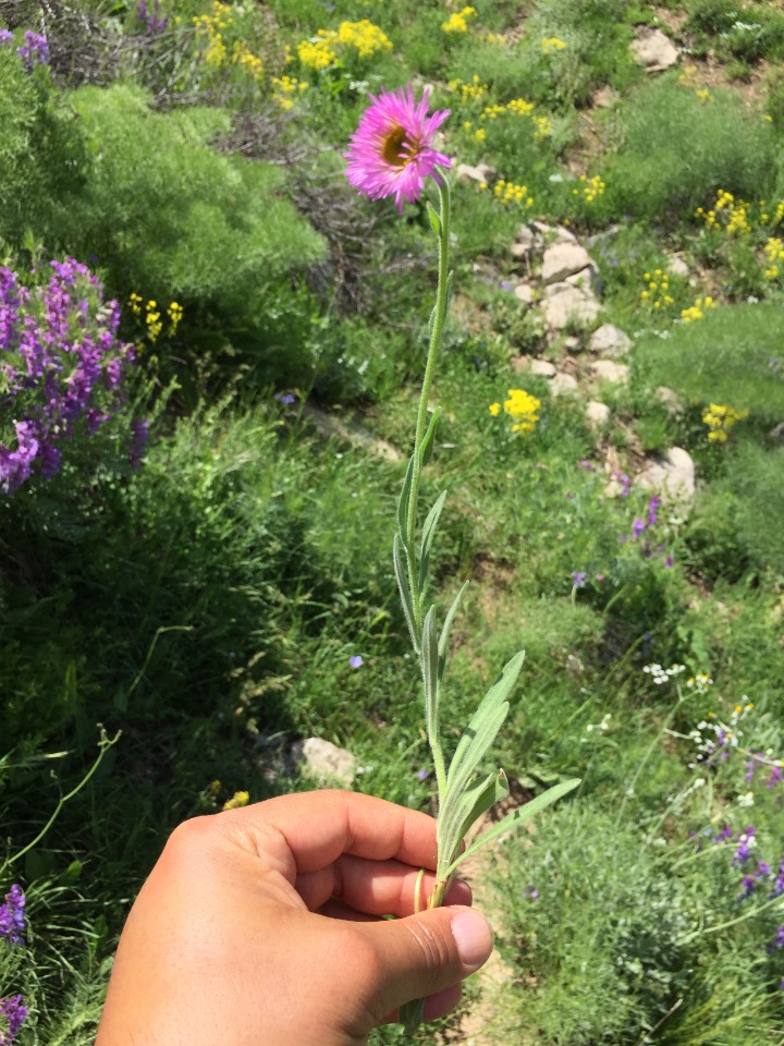 Erigeron caucasicus