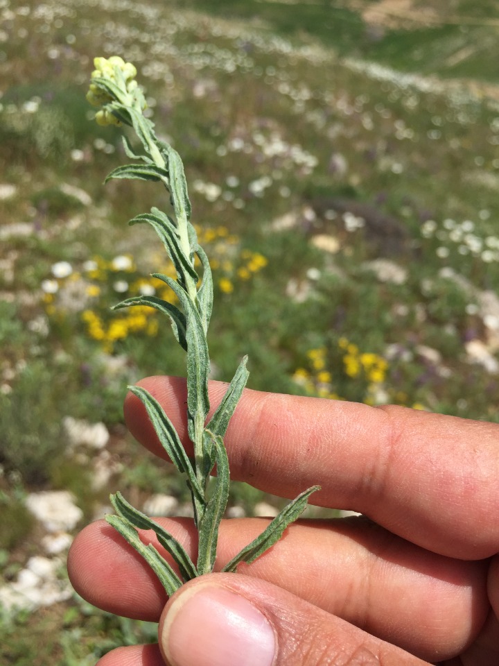 Helichrysum plicatum