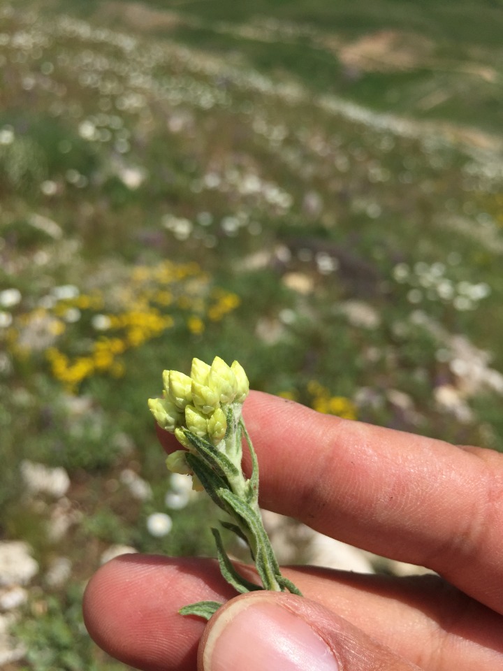 Helichrysum plicatum