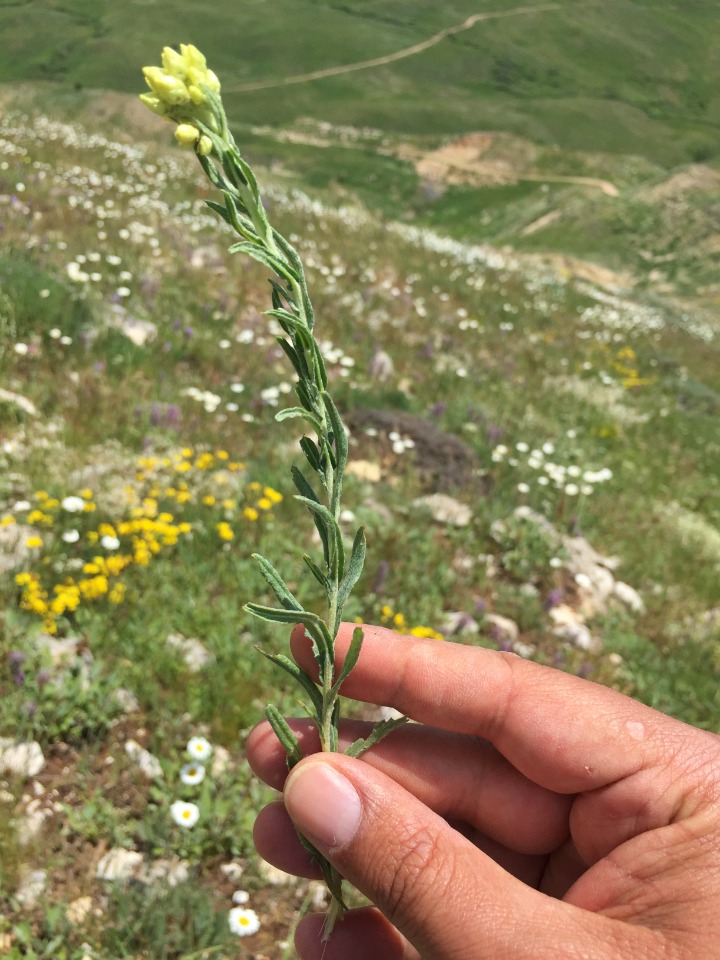 Helichrysum plicatum