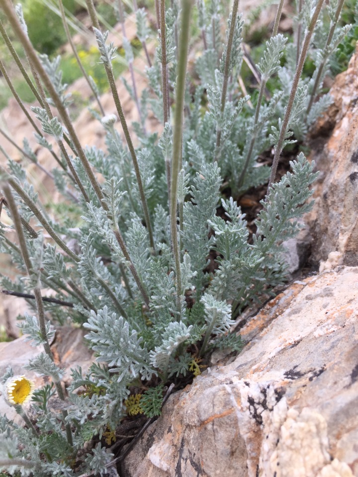 Tanacetum albipannosum