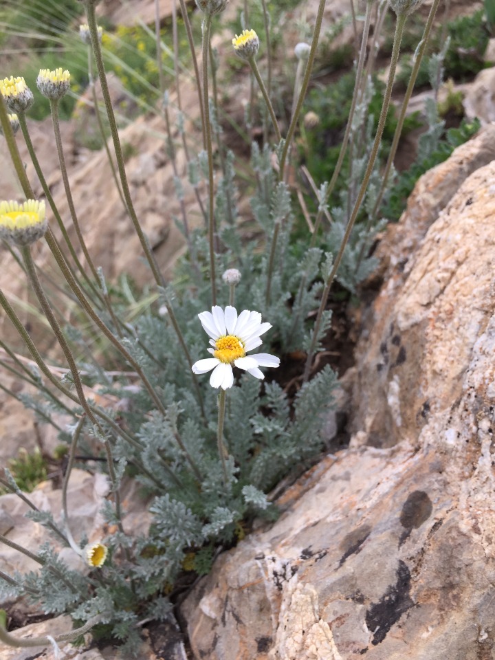 Tanacetum albipannosum