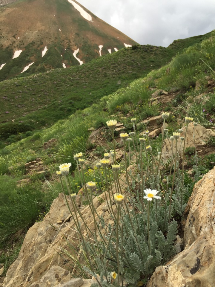 Tanacetum albipannosum