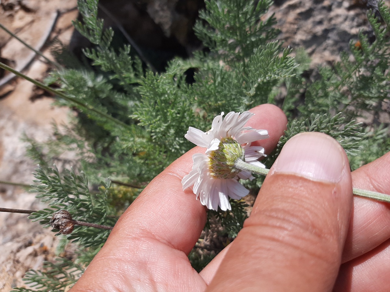 Tanacetum albipannosum