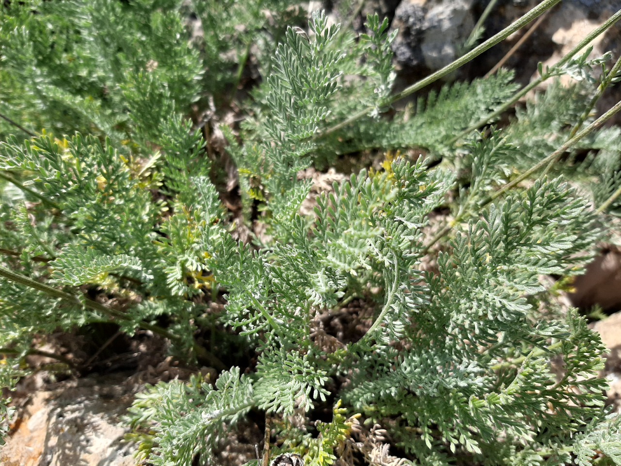 Tanacetum albipannosum