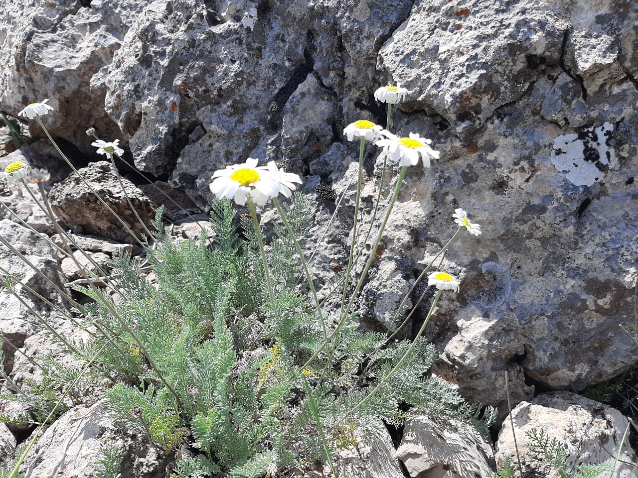 Tanacetum albipannosum