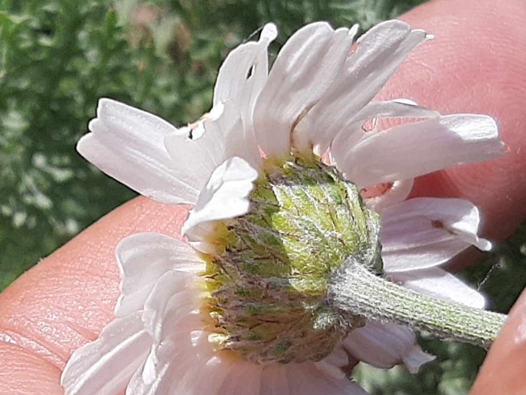 Tanacetum albipannosum