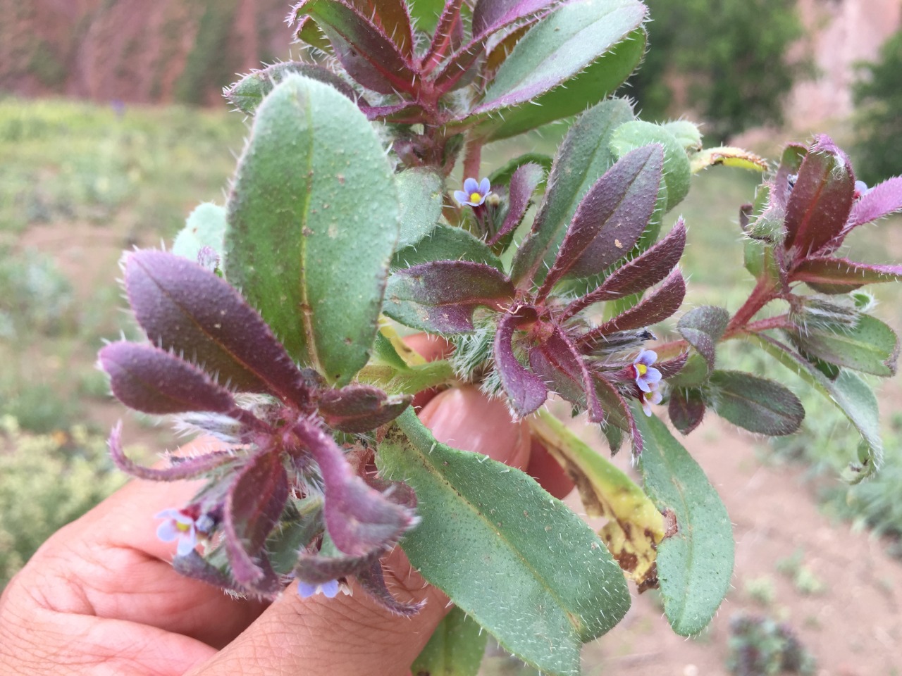 Phyllocara aucheri