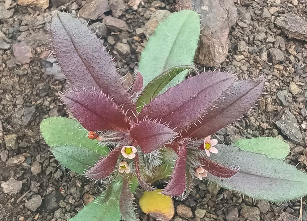 Phyllocara aucheri