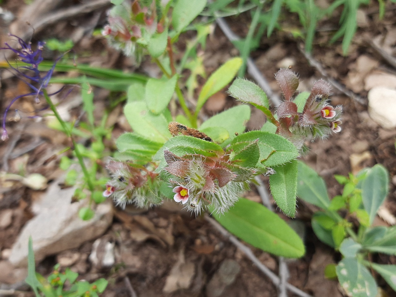 Phyllocara aucheri