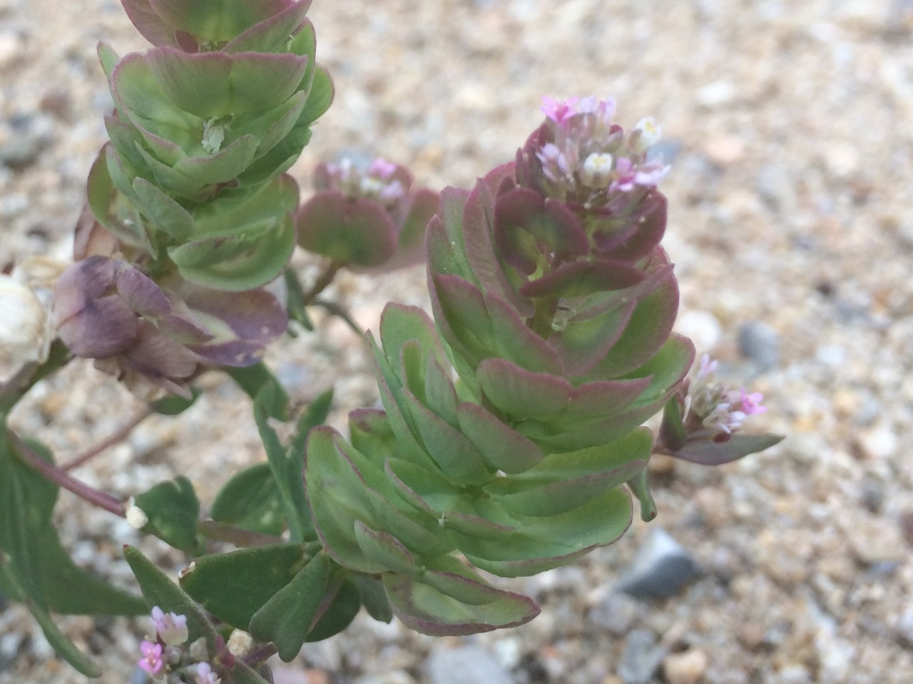 Aethionema arabicum