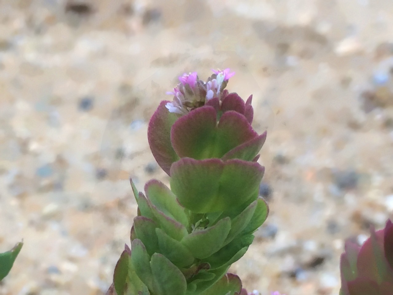 Aethionema arabicum